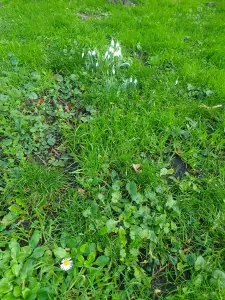 Annelies 02 Sneeuwklokjes maar ook nog madeliefjes